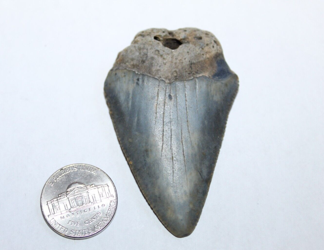 GREAT WHITE Shark Tooth Fossil No Repair Natural 2.45" HUGE BEAUTIFUL TOOTH