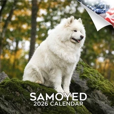 Samoyed Dog Breed Calendar 2026 FULL SIZE 12x24 Made in USA