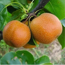 Japanese Chinese Korean Asian Sand Pear Fruit Tree Seeds Sweet Juicer Edible