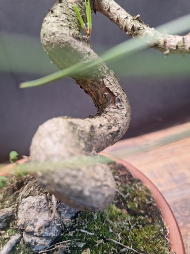 Twisted trunk Japanese black pine Bonsai , 10 Yrs old in stamped terracota pot - Picture 2 of 17