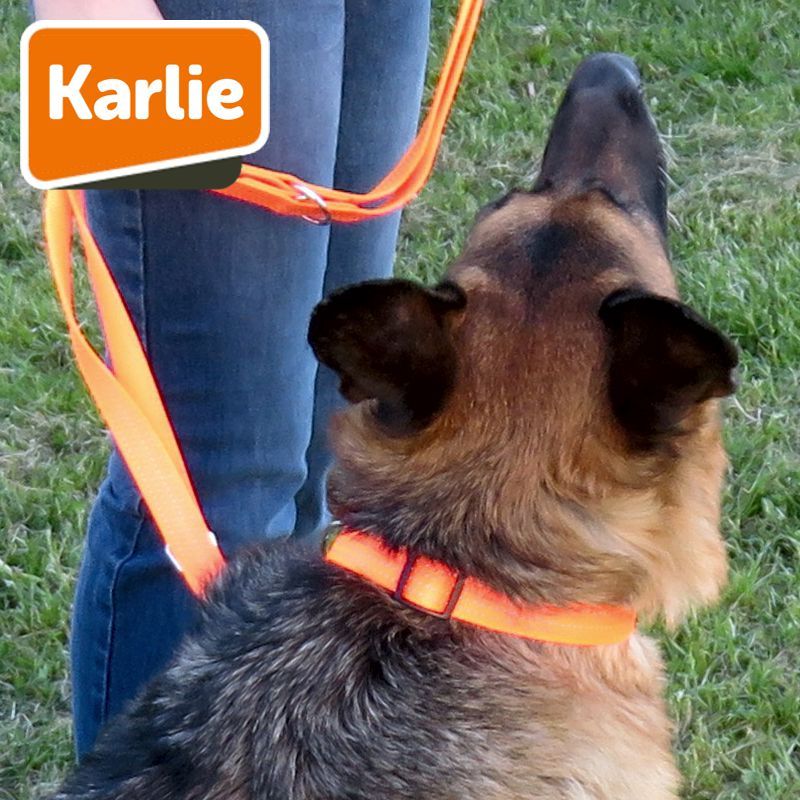 Doggo Reflektierendes Nylonhalsband In Neongelb – Für Bessere Sichtbarkeit Bei Dunkelheit