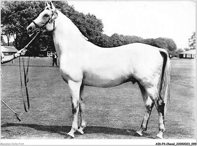 AIDP3-HORSES-0200 - Anglo Arab Stallion - English Breeding - A Nas Serum