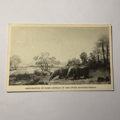 RESTORATION OF SOME ANIMALS OF THE UPPER MIOCENE PERIOD Postcard VTG 