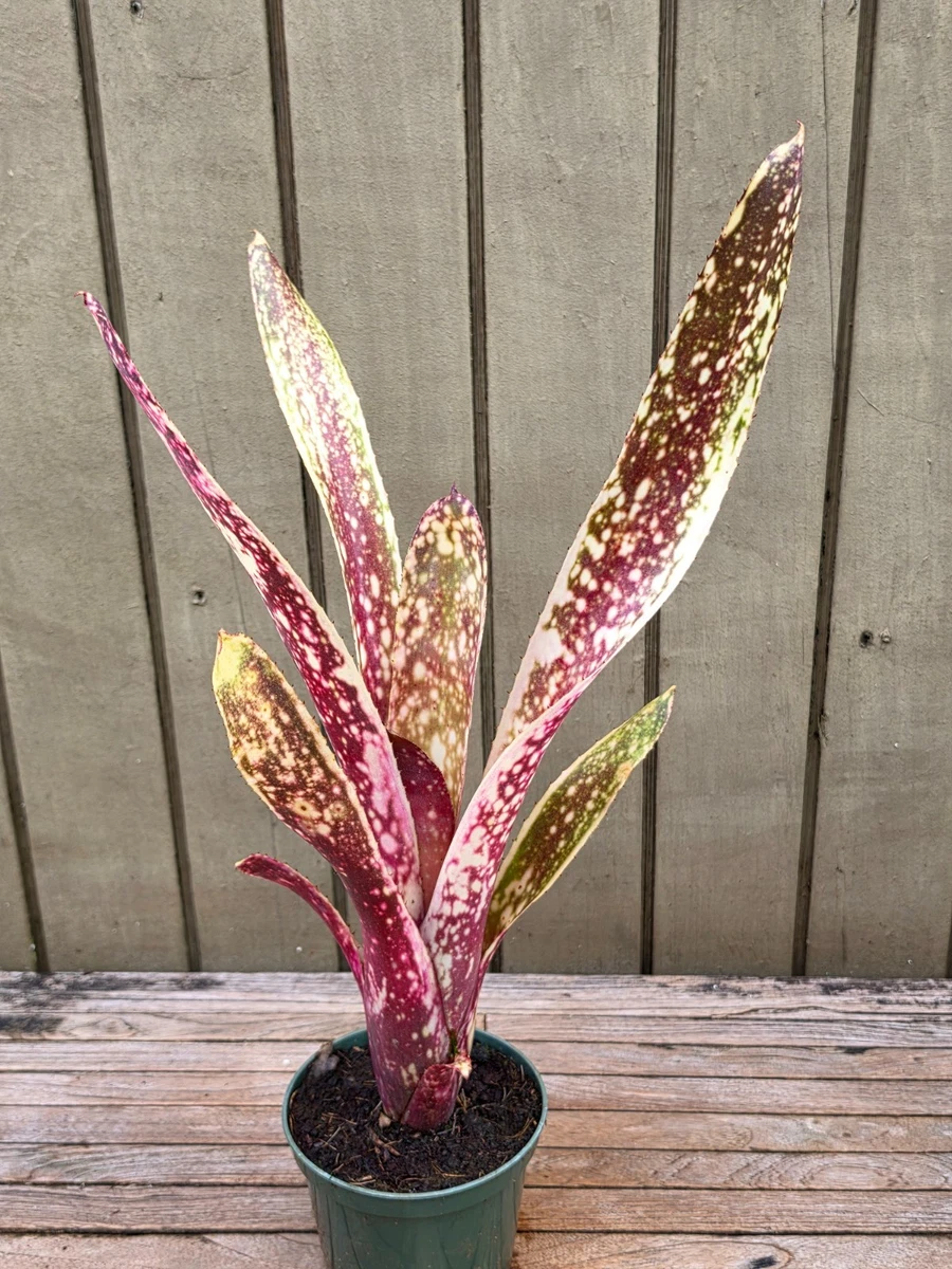 Billbergia for sale - eBay