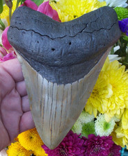 MASSIVE 6.29 inch MEGALODON SHARK TOOTH megladon