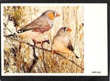 B2545 Australia Birds Zebra Finch ASPC023 maxicard postcard