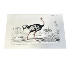 Vintage French Ostrich Engraving Autruche Struthio Camelus Plate Oiseaux 8A-44