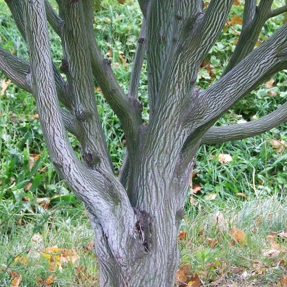 Acer davidii 'Viper' Tree | Snake Bark Maple Tree | Ornamental Tree | 5-6ft - Image 4 of 4
