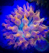SAF~”WYSIWYG” Rainbow Bubble Tip Anemone, Rose Tentacles, Live Coral, BTA