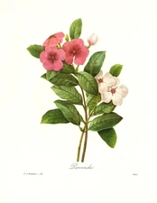 1991 Vintage REDOUTE FLOWER 98 "PERIWINKLE PERVENCHE" Color Art Print Lithograph