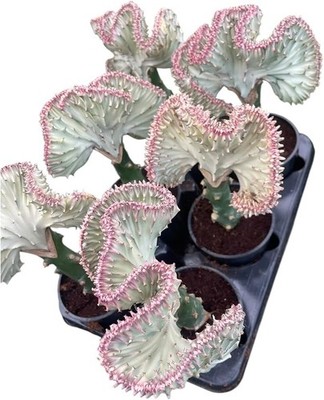 Mermaid Tail Cactus (Euphorbia lactea Cristata)  Rare Crested Succulent |  eBay