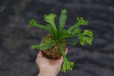 Nido de pájaro crestado Asplenium Leslie helecho Kokedama planta establecida planta exacta
