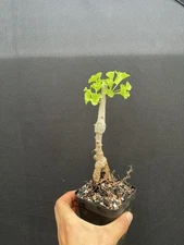 Variegated Gingko Peve Maribol