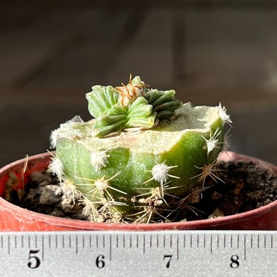 2-1465 Cactus valdezii, grafted