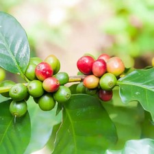 120 Malangsari Coffee Seedss Coffea sp. Coffee Bean