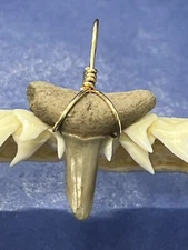 SHARK TOOTH PENDANT. 7/8 Inch Fossilized LEMON Shark Tooth From Bone Valley Fl 