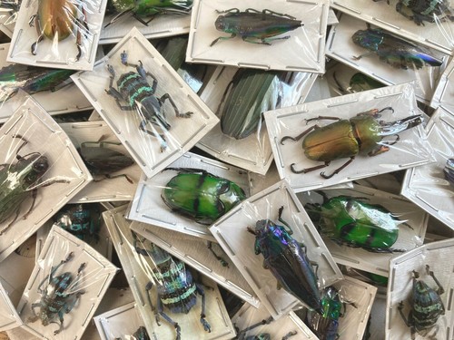 Mixed Real Beetles, Package of 5, Pack of Mixed Beetles, Entomology
