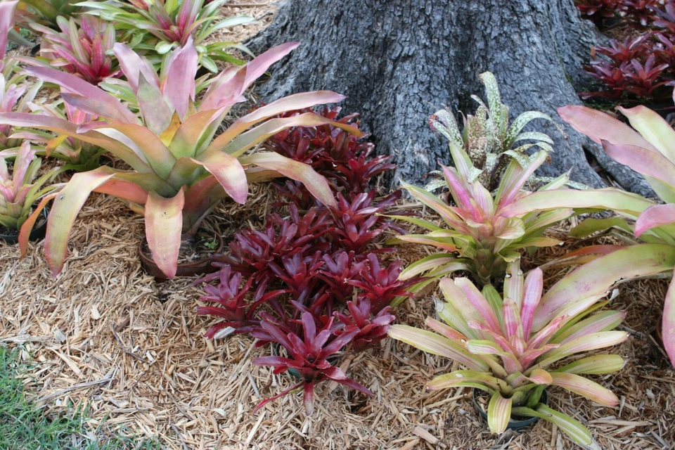 Lote mezcla 8 bromelias surtidas PEQUEÑAS PLANTAS NEOREGELIA VRIESEA BILLBERGIA CACHORROS Foto 2 de 4