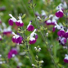 Salvia Amethyst Lips in 1L Pot - Sage Plant -