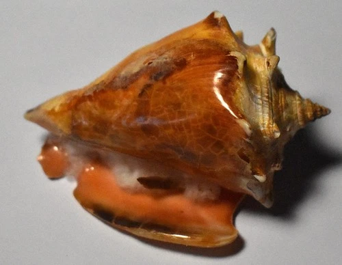 SEA SHELL - SHELLS -STROMBIDAE - STROMBUS BOXILIS - LID - 88.20mm