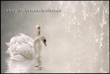 Chinese 100% real natural silk thread,su hand embroidery kits:lover swans 12"