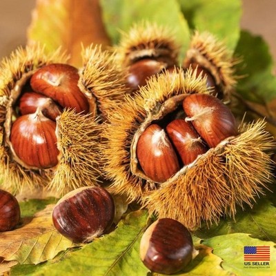 12-18'' American Hybrid Chestnut Tree Blight Resistant Castanea plant FREE SHIP
