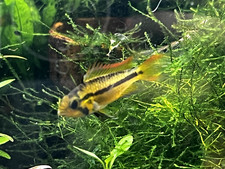 Live Apistogramma Cacatuoides Orange 1.5 Unsexed Dwarf Cichlid