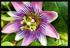 Blue Crown AKA Vine Blue Alato-Caerulea Passiflora Passion Fruit 