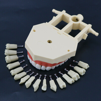 Dental Frasaco AG3 Type Typodont Model 32PC Teeth Restorative Removable Screw-in - Foto 8