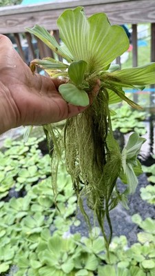 Water Lettuce / Water Cabbage