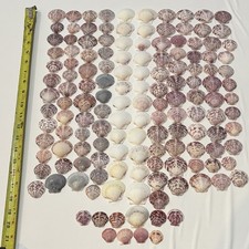 140 LOT SEA SHELLS SANIBEL, FLORIDA SCALLOPS MIX SIZE  COLOR CRAFT OR COLLECT