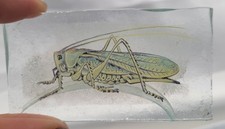 Stained Glass Grasshopper Cricket Kiln fired piece insects nature