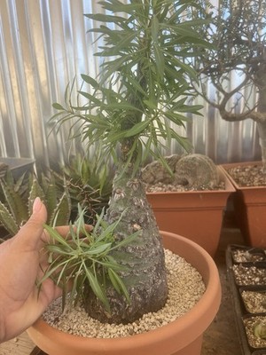DEGさん専用　中型 塊根植物 Foquieria pulpusii Fouquieria purpusii | eBay