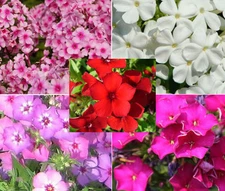 PHLOX MIXED COLORS Phlox Drummondii - 1,100 Bulk Seeds