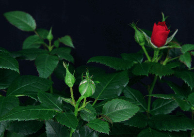 Lentikular -Wackelkarte: Aufblühende rote Rosen - Blooming Red Roses