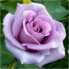 BLUE MOON Bare Root Rose Plant Very Fragrant Lilac Hybrid