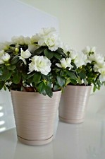 Tedi Round Plant Pots Indoor and Outdoor Plant Pot with Saucer and Drainage Hole