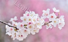 Pink Cherry Blossom Branch Design Vinyl Checkbook Cover