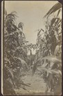 Bridgeport, WA Pre-1920 RPPC - Men in Corn Field at T.J. East's Ranch & Farm