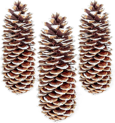 Large Pine Cones for Crafts, 9-12 Inch Extra Large Frosted Sugar Pinecones - Set