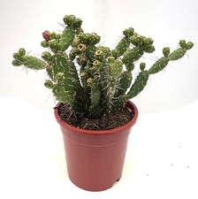 1 x Pad unrooted cuttings Opuntia Quitensis Prickly Pear Cactus 2-3in