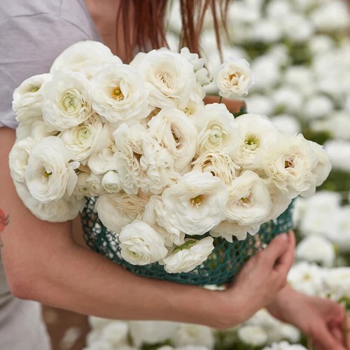 Ranunculus Bulbs 20 White Purple Mix Corms Peony Rose Butterfly Garden Flowers - Picture 5 of 7