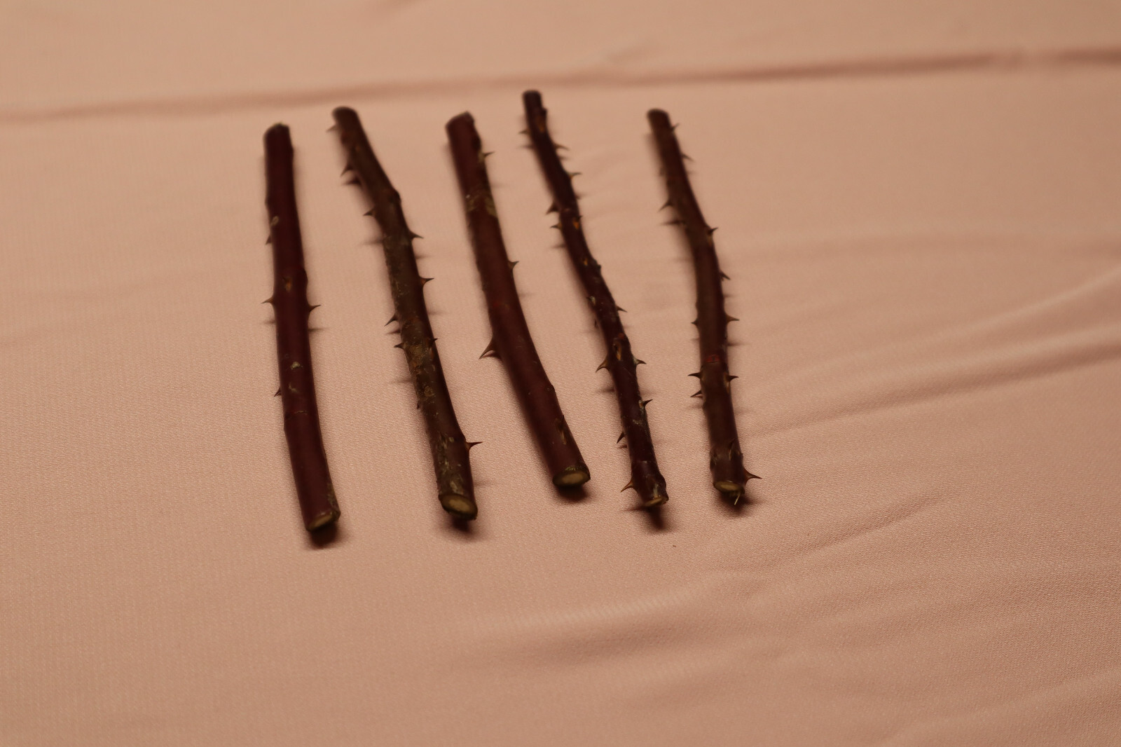 24 Wild Multi floral Rose bush cuttings, Fresh cut for rooting eBay