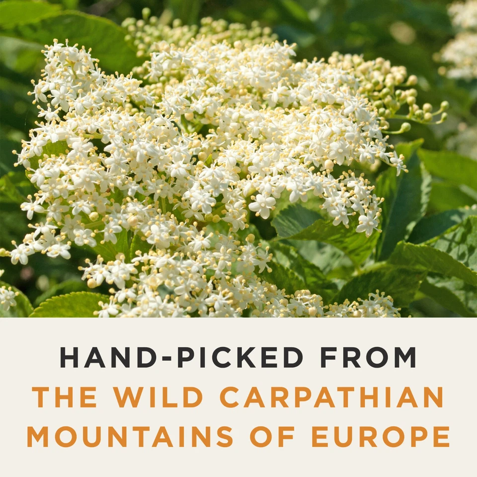 Té orgánico de flores de saúco silvestre - Té de hierbas sin cafeína - Potencia de farmacopea Foto 3 de 4