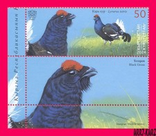 KIRGUISTÁN 2024-2025 Naturaleza Fauna Pájaro Urogallo Negro Libro Rojo 1v+ Mi KEP 243 MNH