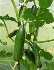 Mini - Snackgurken Samen Iznik F1 reichtragend 10 Samen bitterfrei  Gurkensamen 