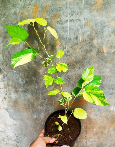 CUSTOM ORDER 5 PLANT VARIEGATED - 第 1/5 張圖片