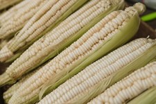 Stowell Evergreen White Corn, Heirloom, FREE SHIPPING 