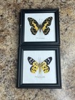 Vintage Lot of 2 Real Butterflies in 5x5” Framed Glass Display TAXIDERMY Rare — photo 1