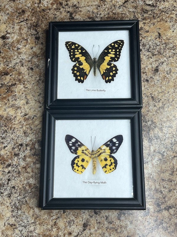 Vintage Lot of 2 Real Butterflies in 5x5” Framed Glass Display TAXIDERMY Rare